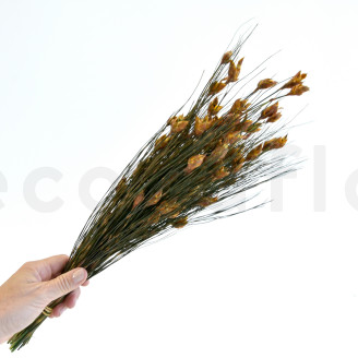 Bell Grass femminile stabilizzato - Mazzo - Autunno