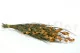 Bell Grass stabilizzato Autunno 6
