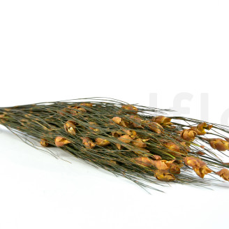 Bell grass femelle stabilisé - Bouquet - Automnal