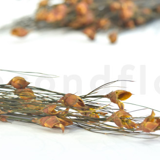Bell grass femelle stabilisé - Bouquet - Automnal