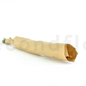 Bell Grass femminile stabilizzato - Mazzo - Autunno
