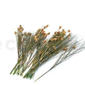 Bell grass femelle stabilisé - Bouquet - Automnal