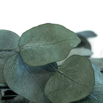 Eucalyptus Cinerea Stabilized - Green-Blue