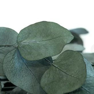 Konservierter Cinerea-Eukalyptus Gr&uuml;nblau