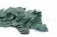 Preserved Cinerea Eucalyptus Green Blue 4