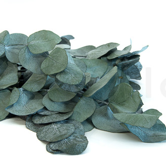 Eucalipto Cinerea Preservado - Verde Azul
