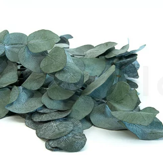 Preserved Cinerea Eucalyptus Green Blue