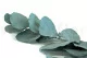 Preserved Cinerea Eucalyptus Green Blue 5