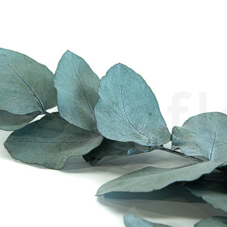 Eucalyptus Cinerea Stabilized - Green-Blue