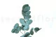 Eucalyptus Cinerea stabilis&eacute; Vert-Bleu 3