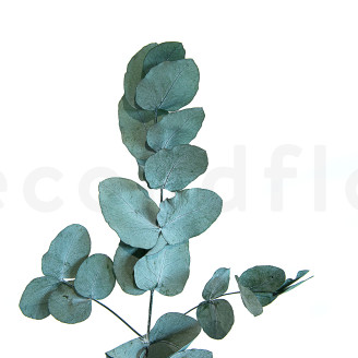 Eucalyptus Cinerea Stabilized - Green-Blue