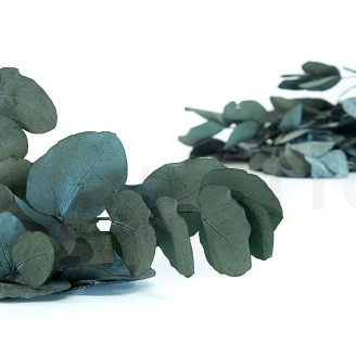 Eucalyptus Cinerea Preserved - Green-Blue