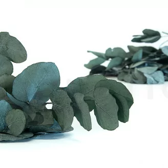 Preserved Cinerea Eucalyptus Green Blue