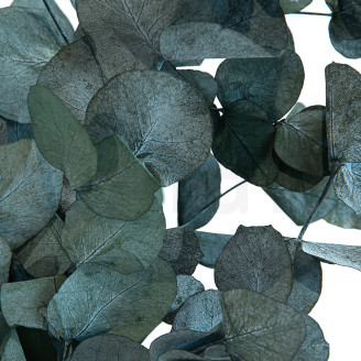 Eucalipto Cinerea preservato - Verde-blu