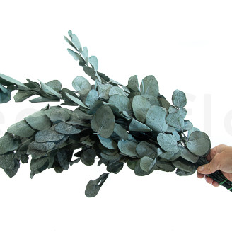 Eucalyptus Cinerea Stabilized - Green-Blue