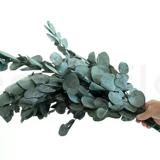 Preserved Cinerea Eucalyptus Green Blue
