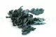 Eucalyptus Cinerea stabilis&eacute; Vert-Bleu 9