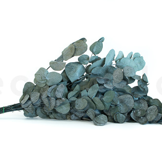 Eucalyptus Cinerea Stabilized - Green-Blue