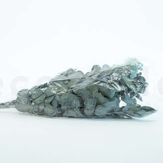 Eucalipto Cinerea preservato - Verde-blu