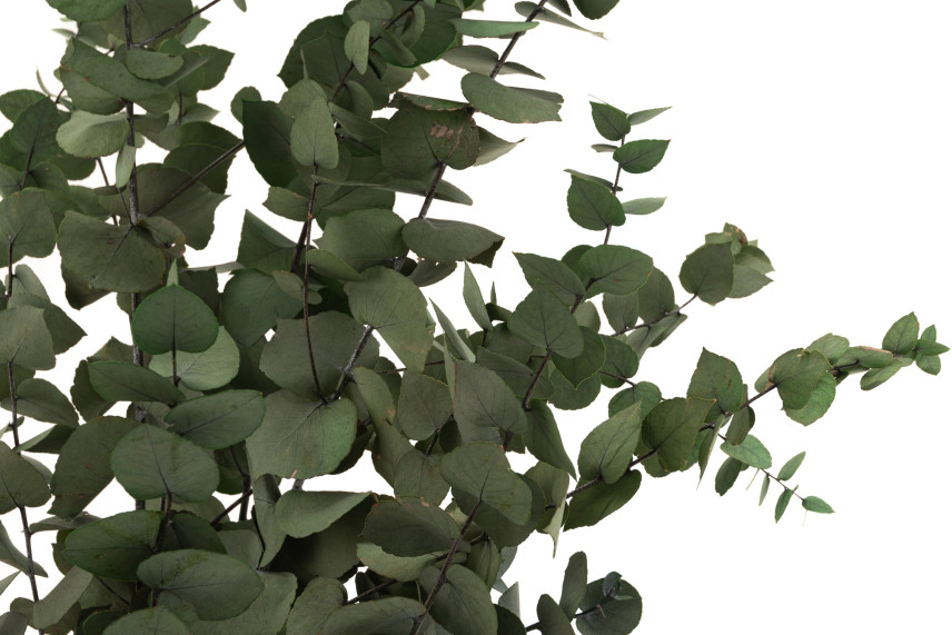 Eucalyptus Stuartiana Stabilized - Green