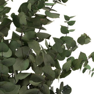 Eukalyptus Stuartiana Stabilisiert - Grün