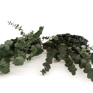 Eucalyptus Stuartiana Stabilized - Green
