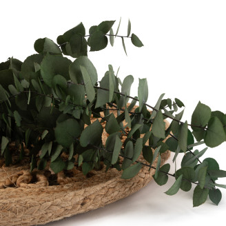 Eukalyptus Stuartiana Stabilisiert - Grün