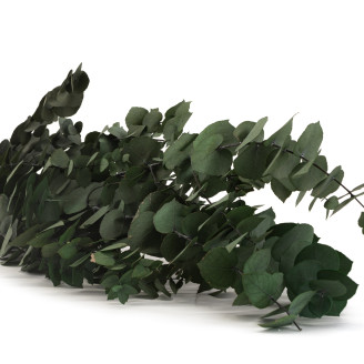 Eukalyptus Stuartiana Stabilisiert - Grün