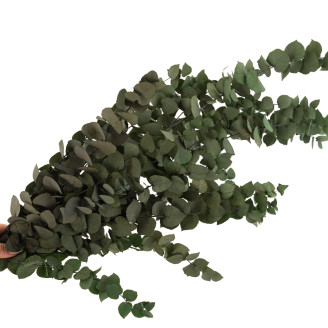 Eukalyptus Stuartiana Stabilisiert - Grün