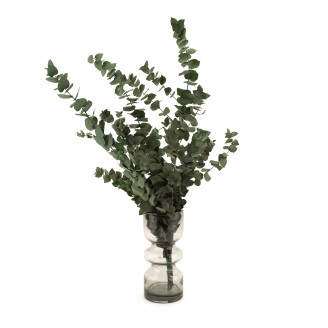 Eukalyptus Stuartiana Stabilisiert - Grün