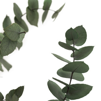 Eucalyptus Stuartiana Stabilisé - Vert