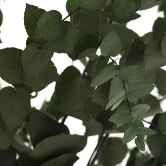 Eukalyptus Stuartiana Stabilisiert - Grün