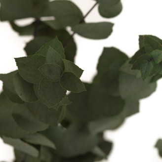 Eukalyptus Stuartiana Stabilisiert - Grün