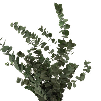 Eukalyptus Stuartiana Stabilisiert - Grün