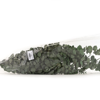 Eukalyptus Stuartiana Stabilisiert - Grün