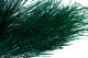 Tree Fern stabilizzata Verde Scuro 2