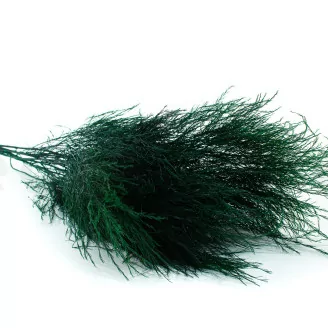 Preserved Tree Fern Dark Green