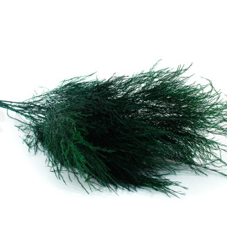 Tree Fern Stabilized - Dark Green