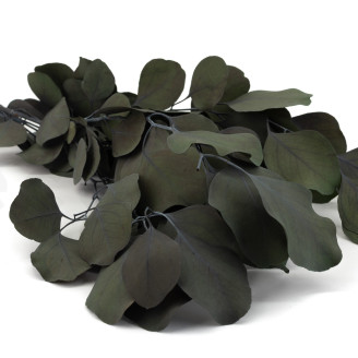 Eucalyptus Populus Stabilisé - Vert