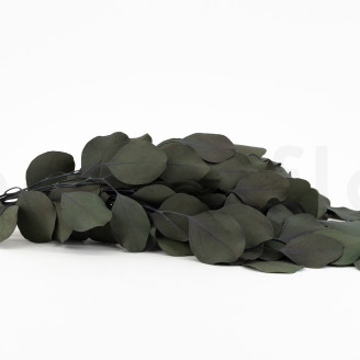 Stabilized Eucalyptus Populus - Green