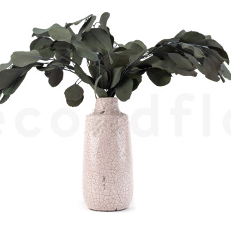 Eucalyptus Populus Stabilisé - Vert