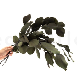Eucalyptus Populus Stabilisé - Vert