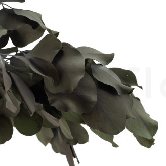 Stabilized Eucalyptus Populus - Green