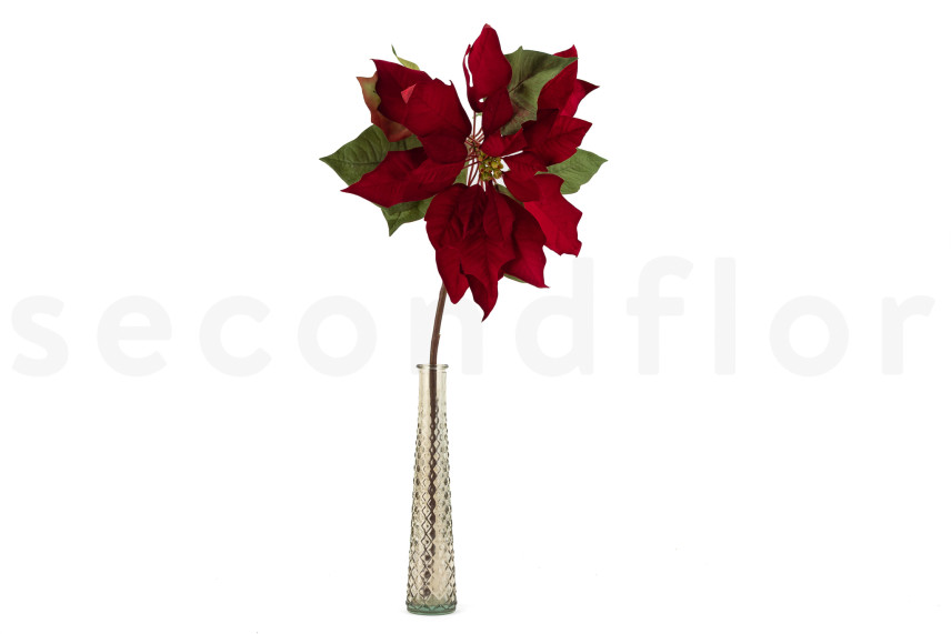 buy philodendron tetrasperma Rhaphidophora tetrasperma  Foliage Factory