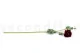 Artificial Ranunculus Red 5