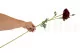 Artificial Ranunculus Red 4
