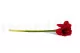 Amarilis artificial Rojo 5