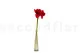Amaryllis artificiale Rosso 3