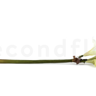 Amarilis Salvaje con tallo Artificial - Blanco