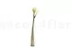 Artificial Wild Amaryllis White 3
